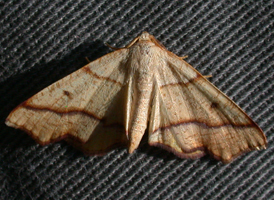 Hollow-spotted Plagodis
